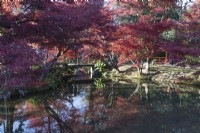 Acers in autumn colour reflected in water of the pond of the Nakaragi-no-mori area of the garden. View to bridge.