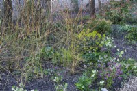Winter border with coloured Salix bark and hellebores in Chippenham Park Gardens, March