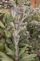 Oldenburgia grandis, May