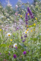 Wild flower meadow with Salvia verticillata, Silene vulgaris, Ranunculus acris, Leucanthemum vulgare, Knautia arvensis, Buphthalmum salicifolium and grasses.