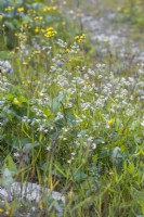 Silene vulgaris - Bladder campion in wildflower meadow.