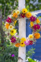 Summer flower wreath with Calendula officinalis, Cosmos, Helianthus, Persicaria amplexicaulis and Daucus carota hanging from a birch tree.