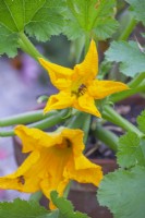 Courgette flowers with bees.