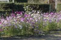 Staked bed of Cosmos bipinnatus 'Autumn Glory'