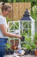 Woman taking French marigold seedling out of the small greenhouse.