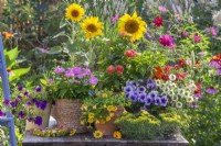 Display of pots with Surfinia, Impatiens, Lantana, Sunflowers, Lavender and Cosmos.