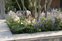 Multi-stemmed tree in a reclaimed timber raised bed container underplanted with Nepeta and Astilbe