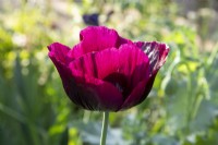 Papaver somniferum 'Laurens Grape' - Opium Poppy