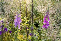 Mixed perennial planting of Digitalis purpurea and Campanula 'Kent Belle' with Molinia caerulea subsp. arundinacea 'Transparent' 