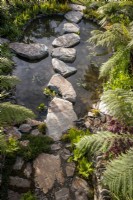 Aerial view of a pond with large stone boulders as stepping stones - foliage of Dicksonia antarctica tree ferns 