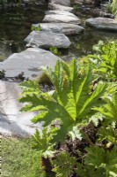 Gunnera manicata - giant rhubarb growing next to a pond with boulder stepping stones 