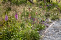 Mixed perennial planting border of Digitalis purpurea, Deschampsia cespitosa 'Bronzeschleier' and Verbascum 'Helen Johnson' - mullein