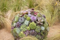 A modern contemporary ball of mixed Sempervivum and Echeveria succulents with planting of Stipa tenuissima - Mexican feather grass