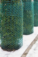 Thuja occidentalis 'Smaragd' - Cedar trees wrapped with protective green plastic mesh fences to prevent branches from breaking from accumulated heavy ice and snow in winter, Quebec, Canada.