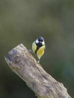 Parus major - Great Tit, male perched on tree stump