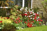 Early spring plantings in front of the house including:  Magnolia stellata, red tulips, yellow Euonymus fortunei, Pieris, primulas. April
