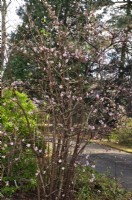 Winter flowering multi-stemmed Viburnum bodnantense Dawn with pink flowers. February