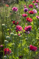 Bed of Papaver somniferum - opium poppy flowers and seedheads