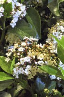 Winter-flowering Viburnum tinus. Common laurustinus. February
