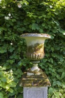 Urn with sun slanting across its mossy surface in shady corner of the garden next to hedge. 
