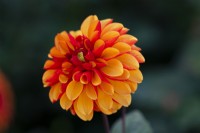 Dahlia 'American Sunset', a vibrant yellow and orange flower