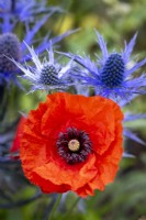 Papaver rhoeas, Field Poppy and Eryngium x zabelli 'Big Blue'