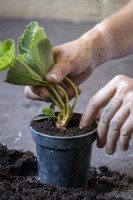 Potting on a new plant taken from an established strawberry plant
