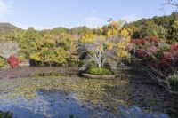The Kyoychi Pond with Acers in autumn colur. 