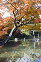 View over Kyoko pond with trees in autumn colour reflected in the water.