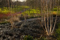 A view over Betula utilis subsp. jacquemontii 'Doorenbos', Ophiopogon planiscapus 'Nigrescens', , Phlomis and Pennesetum alopecuroides in the Winter Garden at Kew Gardens