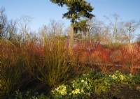 Cornus alba 'Sibirica' - Westonbirt Dogwood and Helleborus 'Ice Breaker'  in the Winter Garden at Kew Gardens