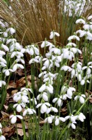 Galanthus Nivalis Viridapice growing amongst moss, grass and fallen leaves. February