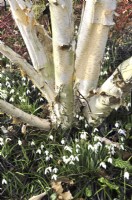 Multi-stemmed of Betula utilis var. jacquemontii with creme-white bark and winter  flowering Galanthus nivalis, Ophiopogon Nigrescens. February




