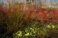 Cornus alba 'Sibirica' - Westonbirt Dogwood and Helleborus 'Ice Breaker'  in the Winter Garden at Kew Gardens
