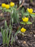 Emerging snowdrops combined with winter aconite