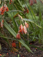 Iris foetissima seed heads with orange berries  dropping to ground