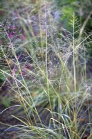 Sporobolus 'JS Delicatesse' - Ornamental Grasses - October