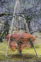 Wigwam of bamboo poles and ropes, called Yukitsuri, creating protection against snow of small clipped Rhododendron showing autumn leaf colour. 