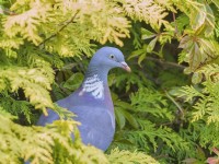 Columba palumbus - Wood Pigeon perched on leylandii at entrance to nest