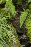 Ferns beside a small stream running over rocks inside the fernery.