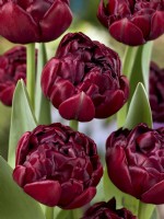 Tulipa Double Late Roadstar, spring May
