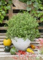 Thymus vulgaris in pot, summer June