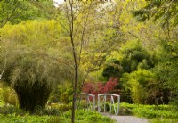 A wooden bridge surrounded by Acers and Phyllostachys aureosulcata leading into the Japanese garden.