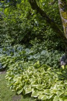 A mixed collection of Hostas growing in a Summer garden.