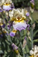 Tall bearded Iris, 'Agate Beach', in a Summer garden.