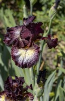 Tall Bearded Iris, 'Vista Point'.