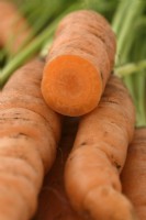 Daucus carota  'Romance'  Freshly lifted carrot cut open  September