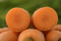 Daucus carota  'Romance'  Washed carrot cut open  September