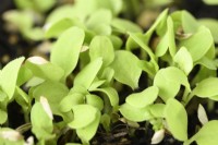 Lactuca sativa  'Gustav's Salad'  Lettuce seedlings  August
