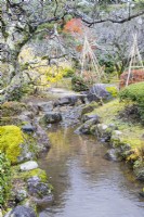 Stream in the garden with several wigwams of bamboo and rope in background protecting small trees and shrubs from snow. This is known as Yukitsuri. 